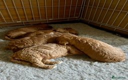 Cockapoo dogs for sale: Beautiful fox red cockapoo pups  - Image 11