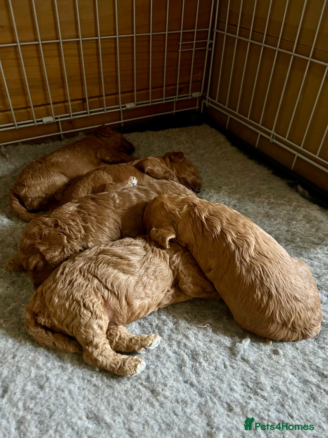Cockapoo dogs for sale: Beautiful fox red cockapoo pups  - Image 11