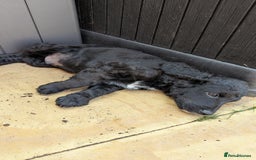 Cockapoo dogs for sale: Gorgeous Cockapoo F2 puppies for sale - Image 15