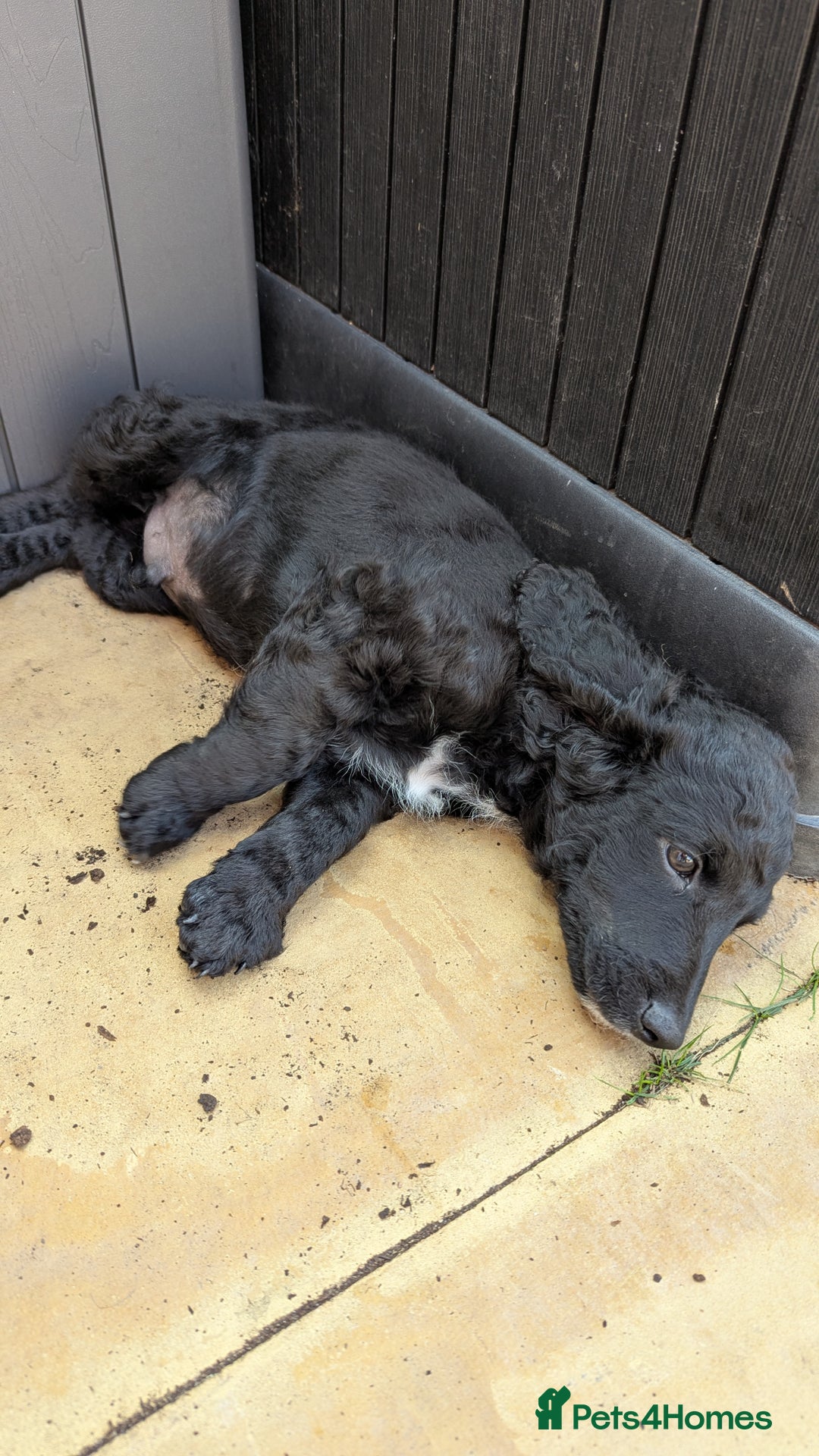 Cockapoo dogs for sale: Gorgeous Cockapoo F2 puppies for sale - Image 15