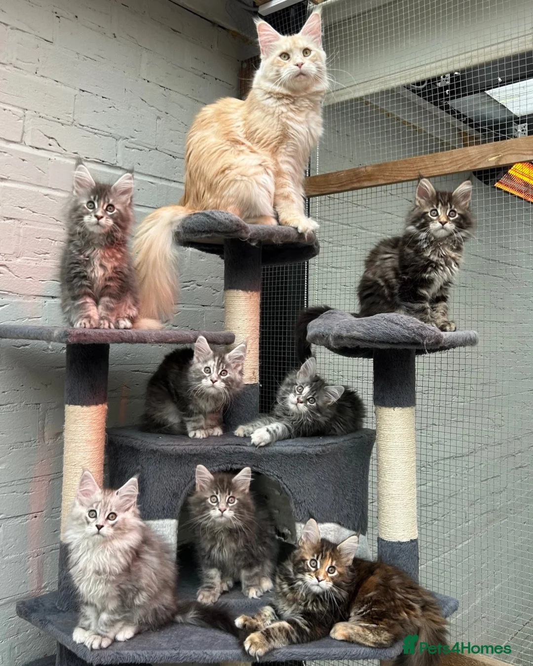 Maine Coon cats for sale: TICA reg Pedigree Maine Coon Kittens  - Advert 2