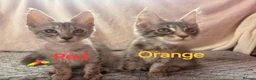 Maine Coon cats for sale: Maine Coon Kittens 🌟Tica Registered  - Advert 6