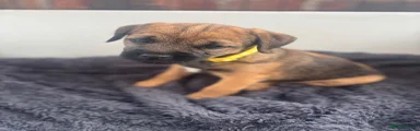 Yellow Collar Boy