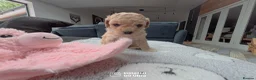 Cavapoo dogs for sale: Cavapoo Puppies – 3 Girls & 1 Boy for Loving Homes - Advert 19
