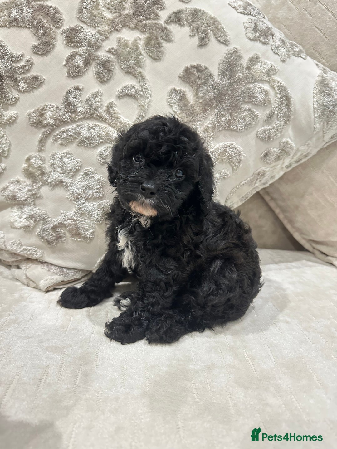 Cavapoo dogs for sale: F1 cavapoo puppies heath tested  - Advert 20