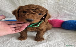Goldendoodle dogs for sale: 👑Superb Rare Toy/Mini Deepest Red Goldendoodles👑 - Image 6