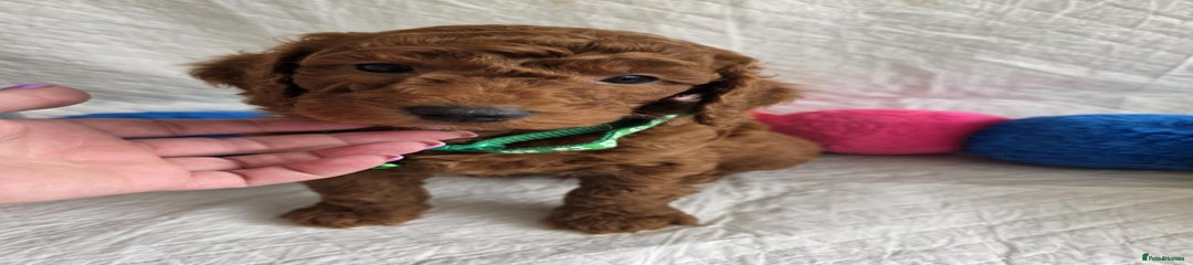 Green collar by 