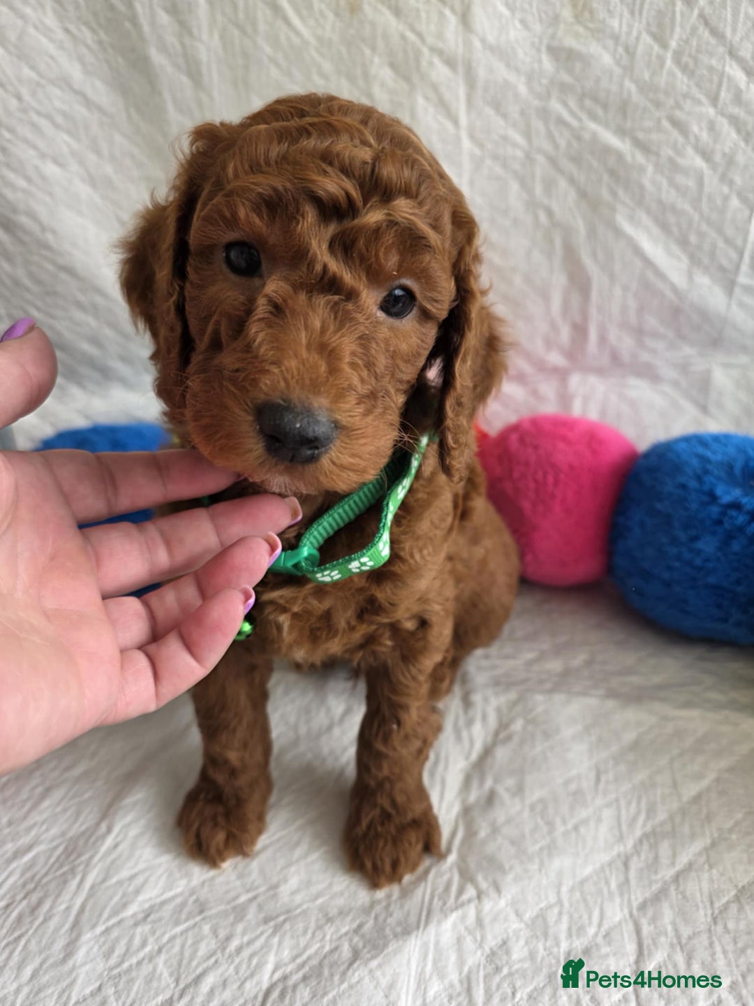 Goldendoodle dogs for sale: 👑Superb Rare Toy/Mini Deepest Red Goldendoodles👑 - Image 6