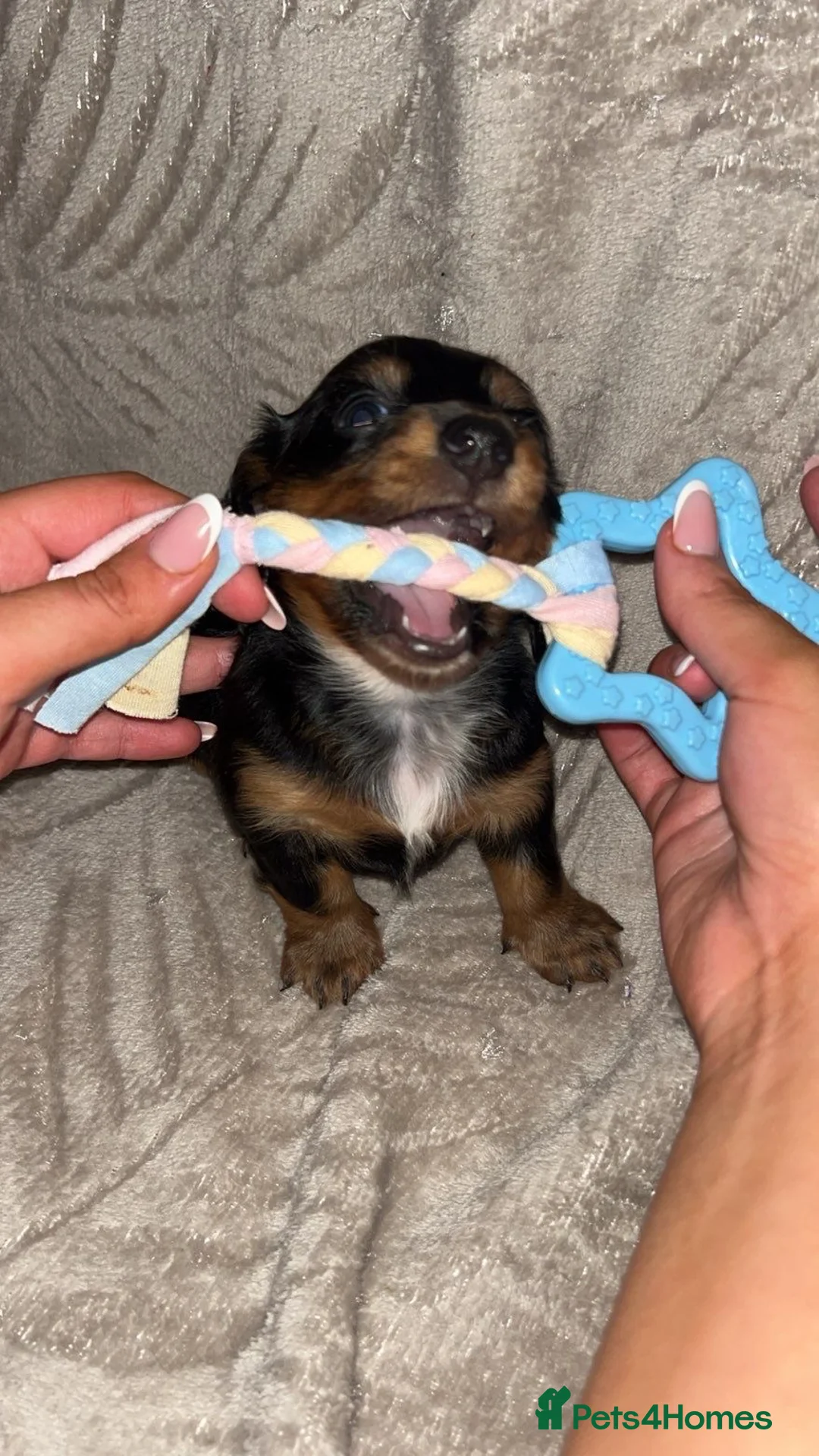 Miniature Dachshund dogs for sale: KC Reg Long-Haired Miniature Dachshund Puppies  - Advert 5
