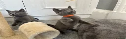 Russian Blue cats for sale: Russian Blue Kittens - Advert 7
