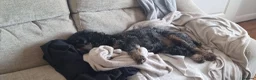 Cockapoo dogs for sale: Male Cockapoo Looking for a Suitable New Home in Marlow - Advert 4