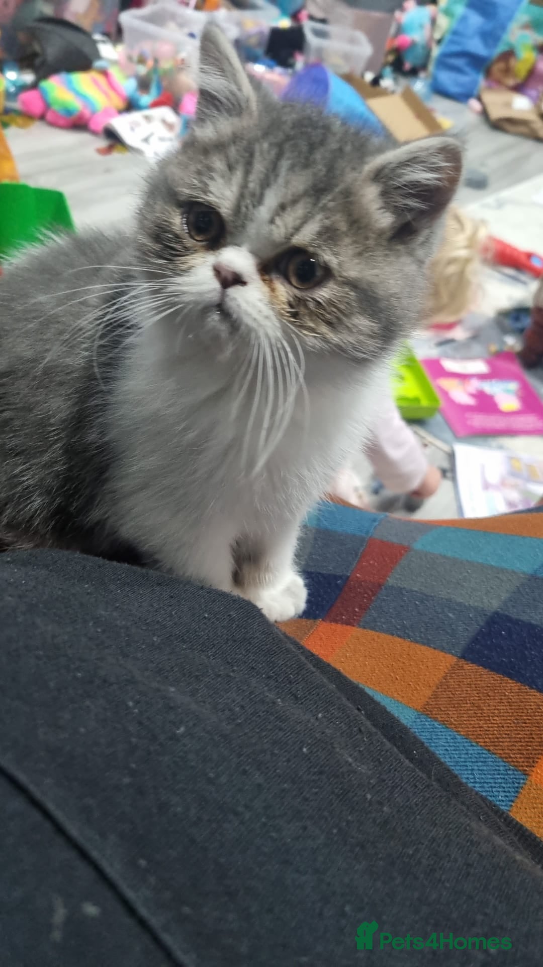 Persian cats for sale: Beautiful friendly pedigree shorthair Persian  - Advert 3