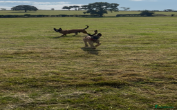 Belgian Shepherd Dog dogs for sale: Two malis looking for a new home! - Image 2