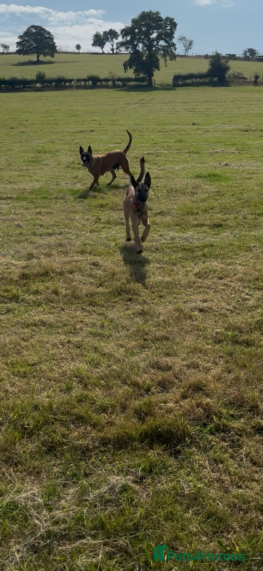 Belgian Shepherd Dog dogs for sale: Two malis looking for a new home! - Image 2