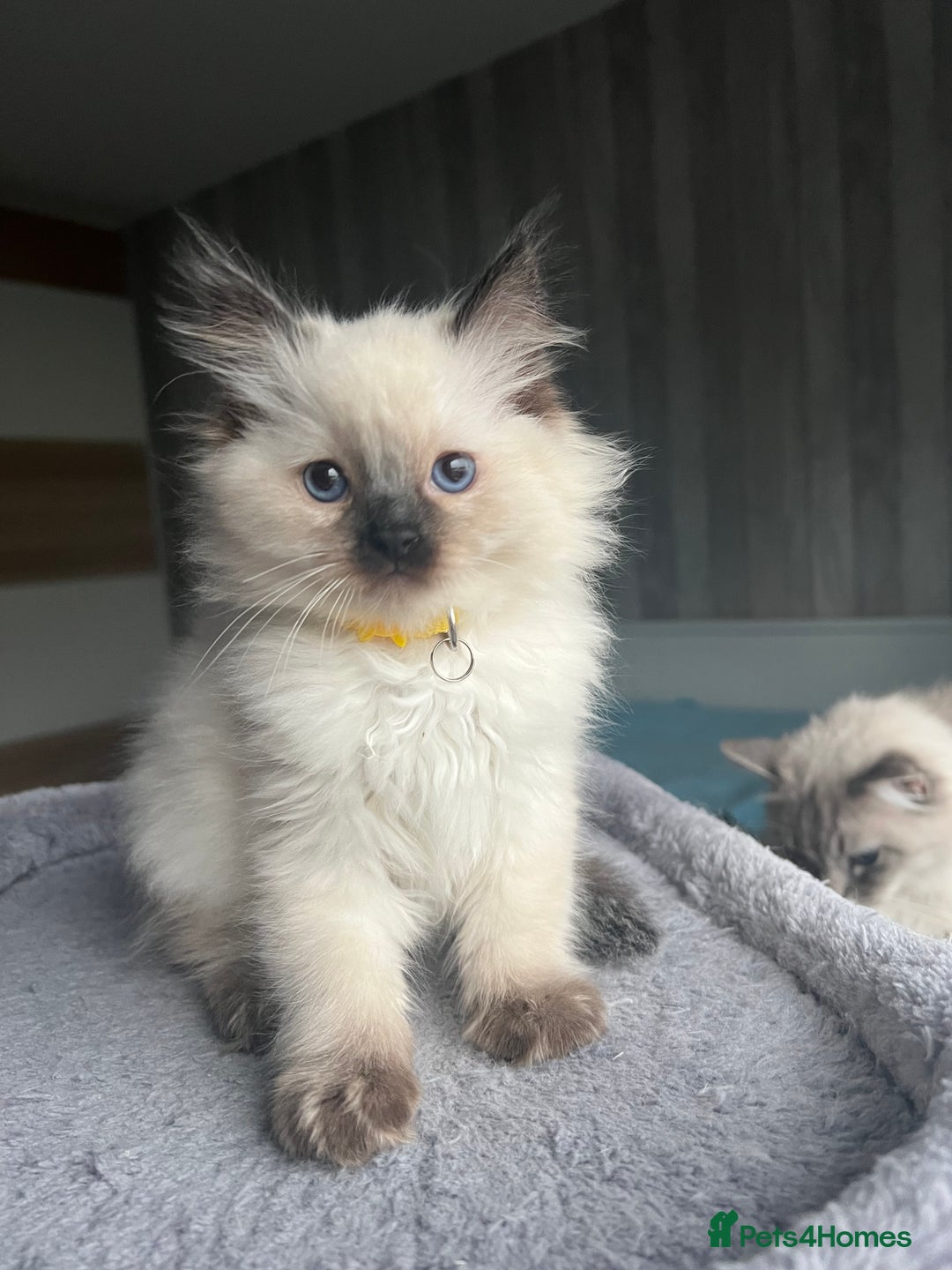 Ragdoll cats for sale: GCCF Ragdoll kittens for sale - Advert 5