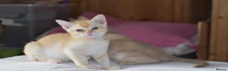 Burmese cats for sale: Pedigree Burmese Red male - Advert 3