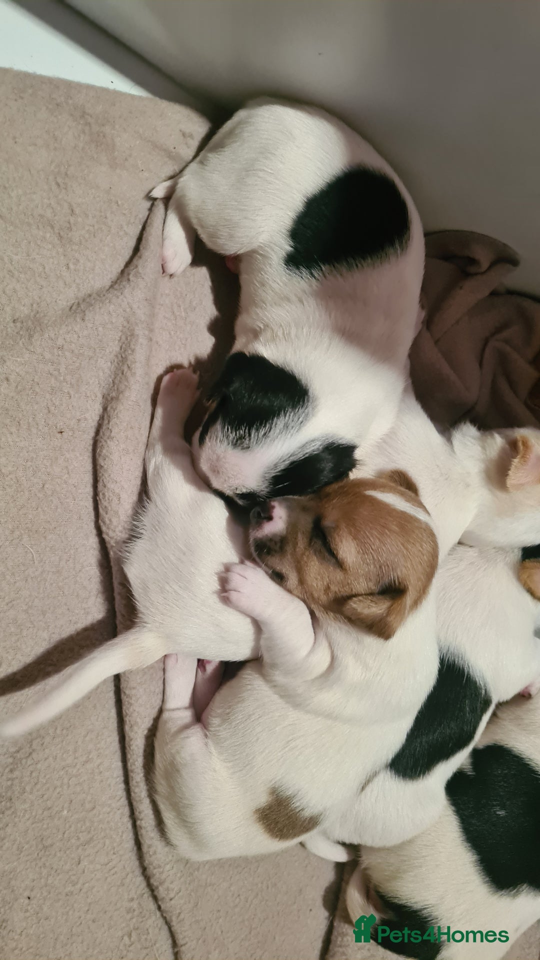 Jack Russell dogs for sale: Beautiful Jack russell puppies  - Advert 10