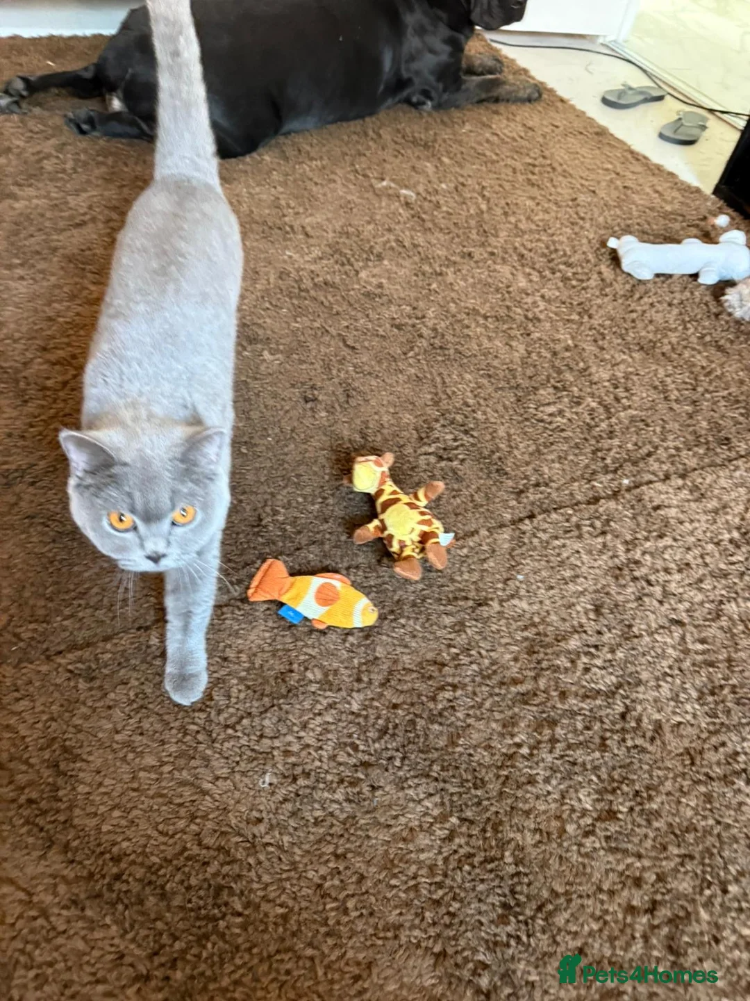 British Shorthair cats for sale: Beautiful Pure British Shorthair Looking for Home in Grays - Advert 2