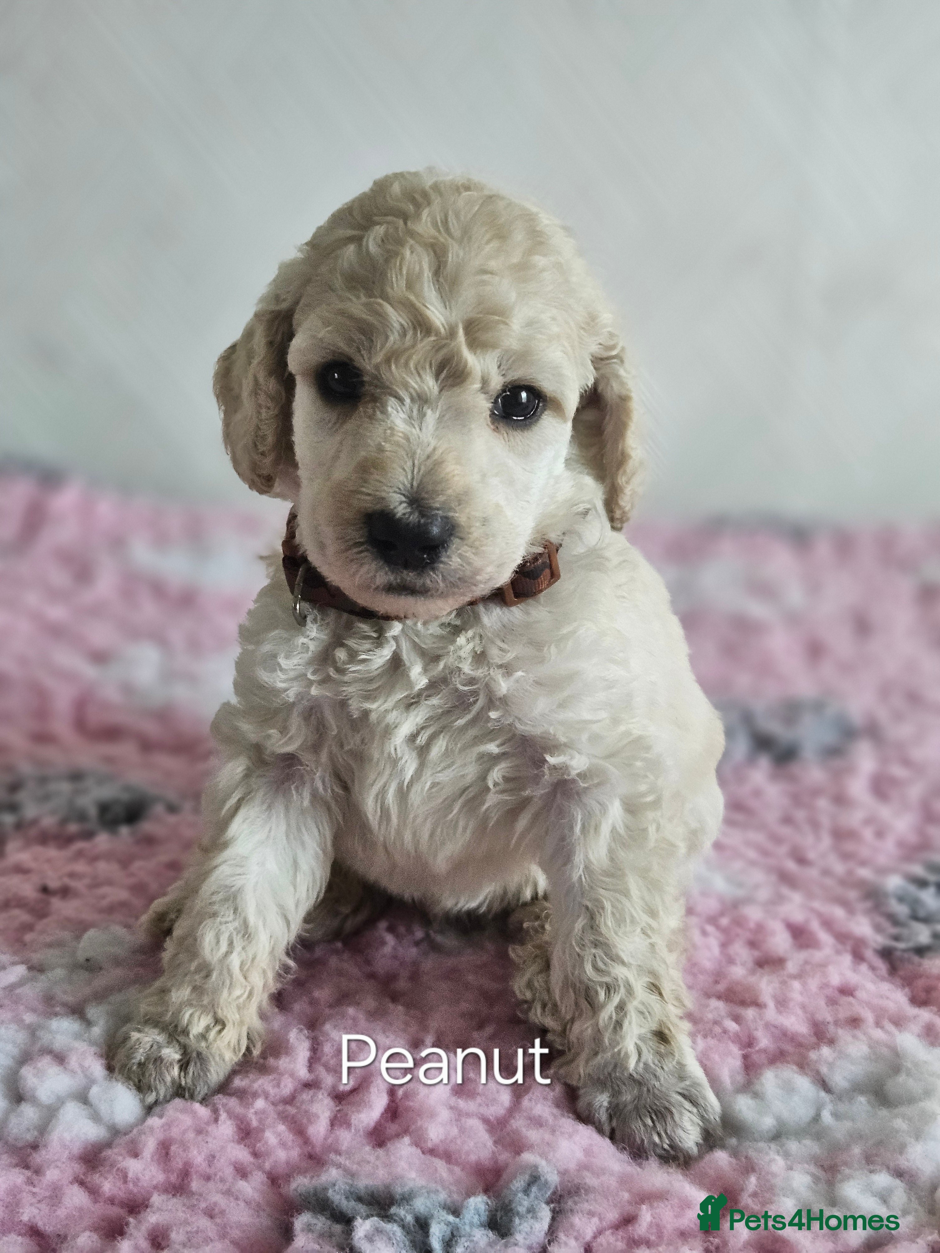 Standard Poodle dogs Kc Standard poodle puppies  - Advert 2