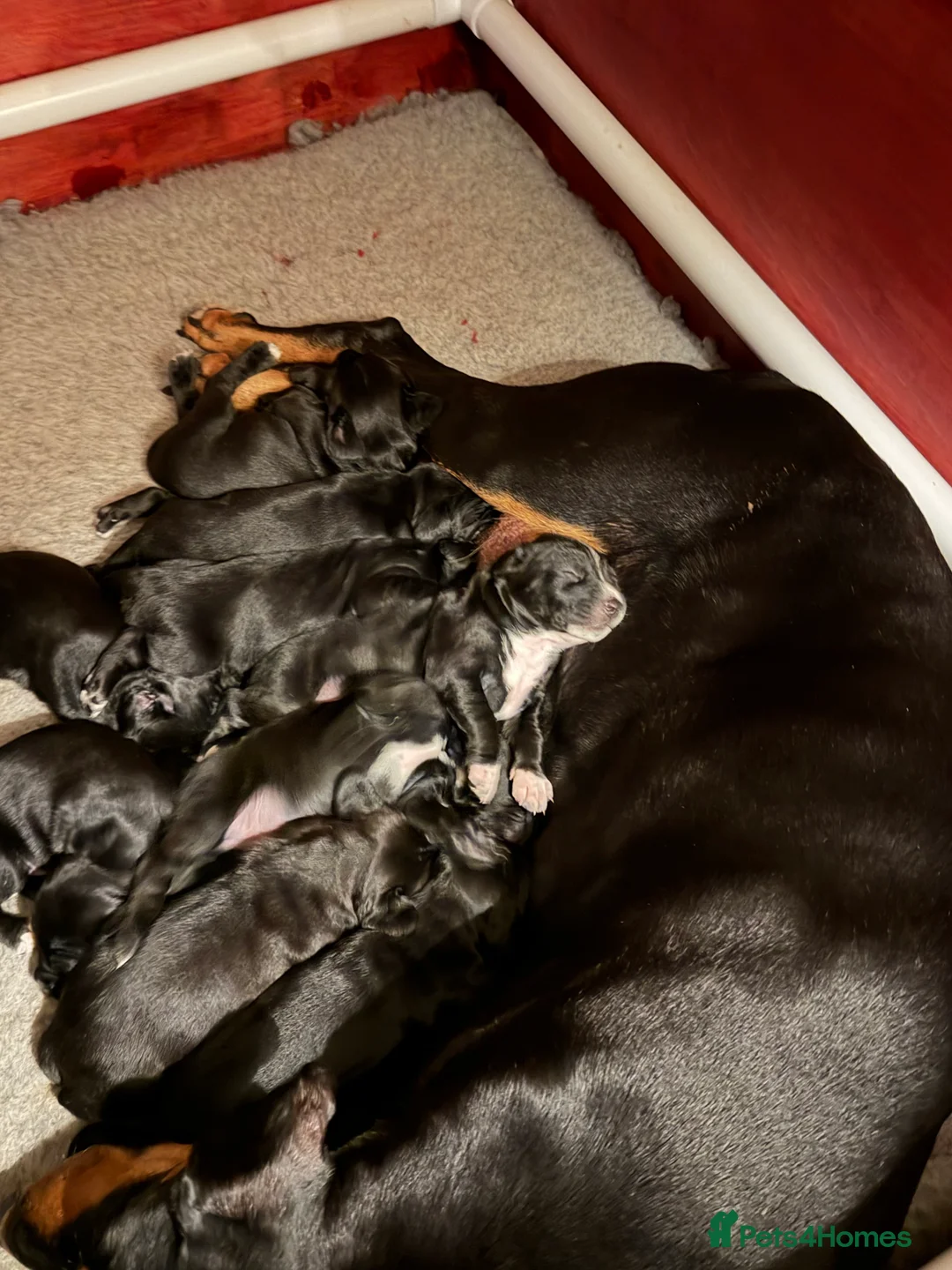 Mixed Breed dogs for sale: Doberman x spaniel puppies  - Advert 6
