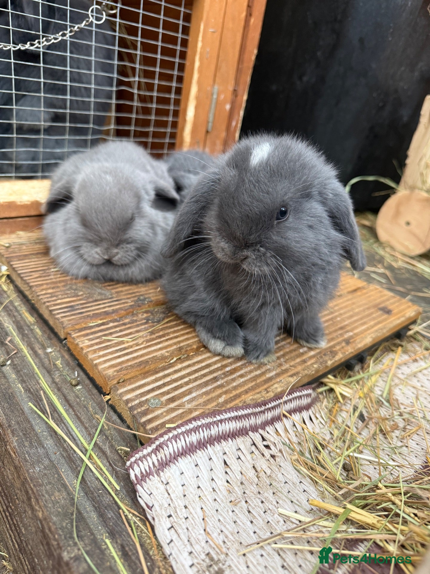 Mini Lop rabbits READY TO LEAVE NOW x 2 ♥️ - Advert 1