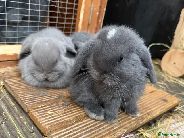Mini Lop rabbits READY TO LEAVE NOW x 2 ♥️ - Advert 2