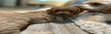 Cockapoo 4