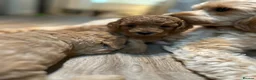 Cockapoo dogs for sale: Stunning Cockapoo Pups Health Tested Parents - Advert 12