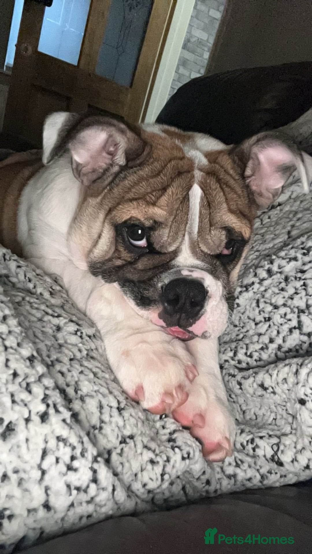 English Bulldog dogs for sale: English bulldog  - Advert 1