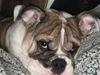 English Bulldog dogs English bulldog - Advert 1