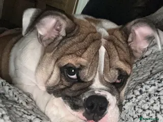 English Bulldog dogs English bulldog - Advert 13