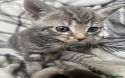Mixed Breed cats for sale: chunky kittens - Image 7