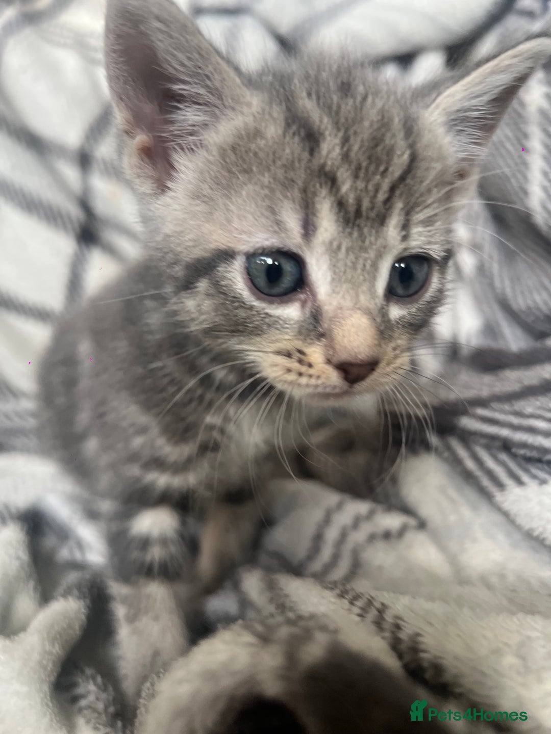 Mixed Breed cats for sale: chunky kittens - Image 7