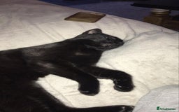 Mixed Breed cats for sale: Beautiful boys - Image 2