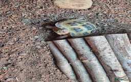 Tortoise reptiles for sale: Horsfield tortoise for sale - Image 7