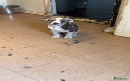 Cane Corso dogs for sale: cane corso pup harley quinn bo4bloodline mother  - Image 3