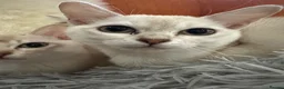 Burmese cats for sale: GCcF reg pedigree kittens  - Advert 3