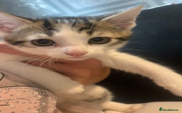 Mixed Breed cats for sale: 4 beautiful kittens for sale  - Image 2