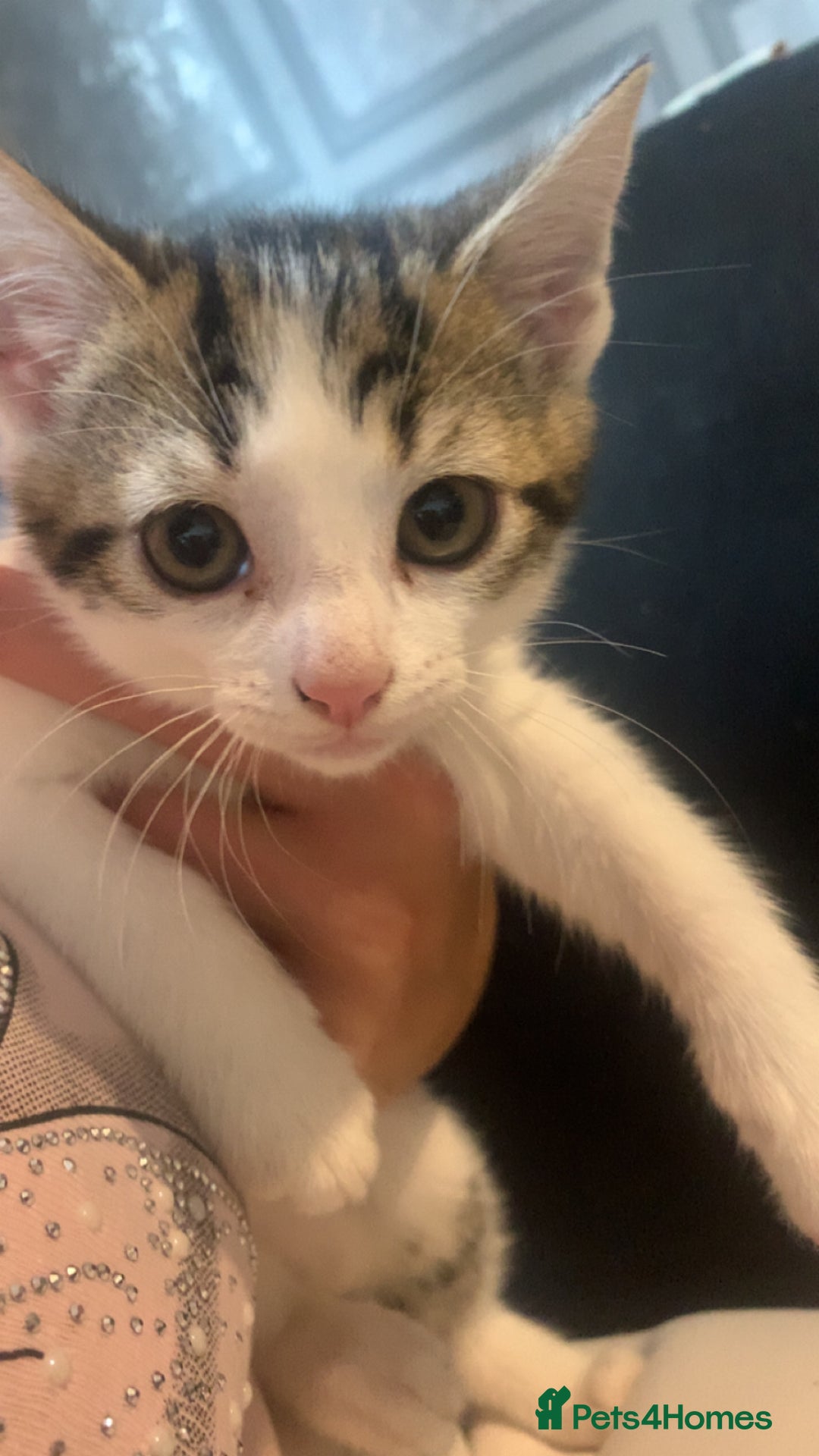Mixed Breed cats for sale: 4 beautiful kittens for sale  - Image 2
