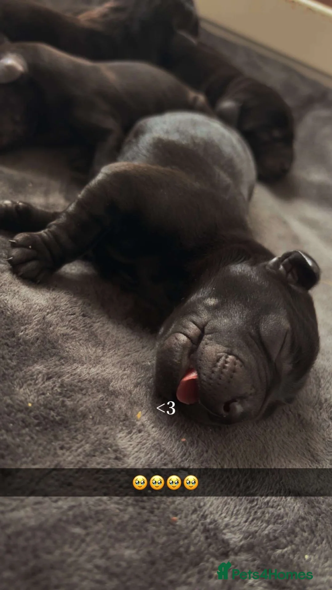 Labrador Retriever dogs for sale: Labrador Full Pedigree-Black - Advert 2