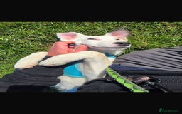 Mixed Breed dogs for adoption: Kira for adoption - Image 12