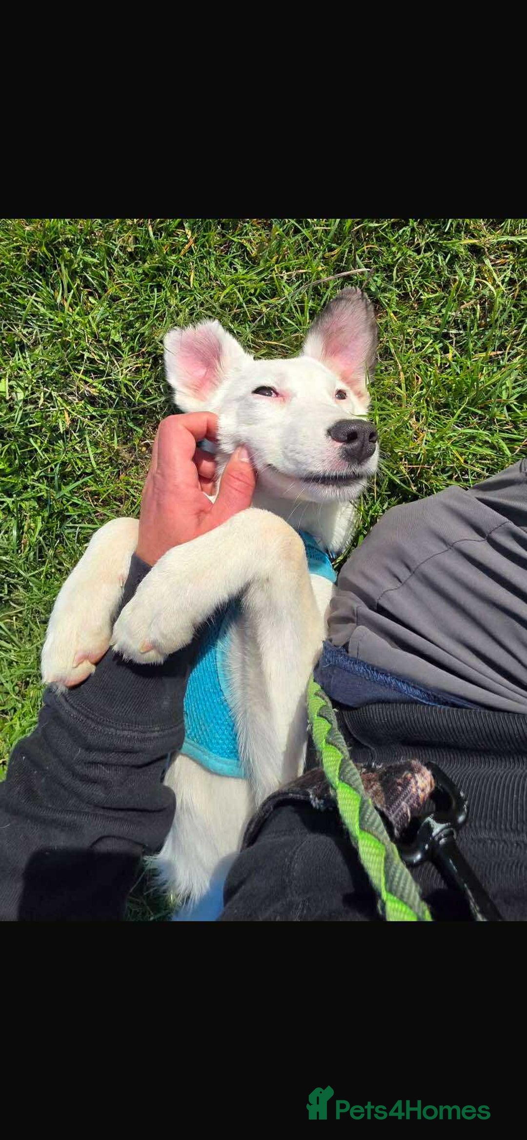 Mixed Breed dogs for adoption: Kira for adoption - Image 12