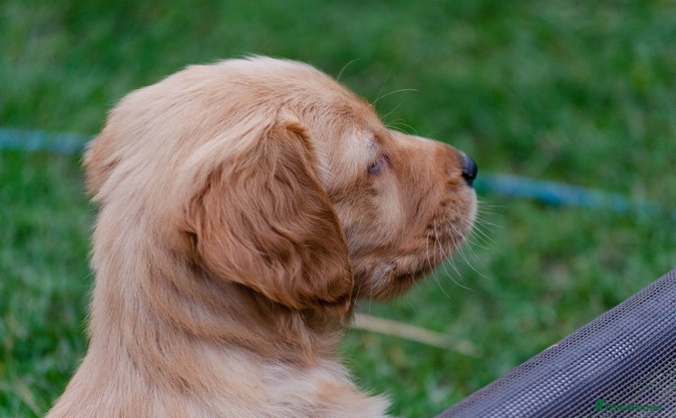 Golden Retriever dogs - Advert 14