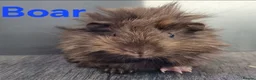 Guinea Pig rodents for sale: Beautiful Baby guinea pigs for sale  - Advert 5