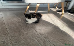 Domestic Shorthair cats for sale: 2 kittens for sale - Image 7