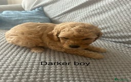 Cavapoo dogs for sale: 🌟 Fully health tested F1B cavapoos for sale 🌟  - Image 4