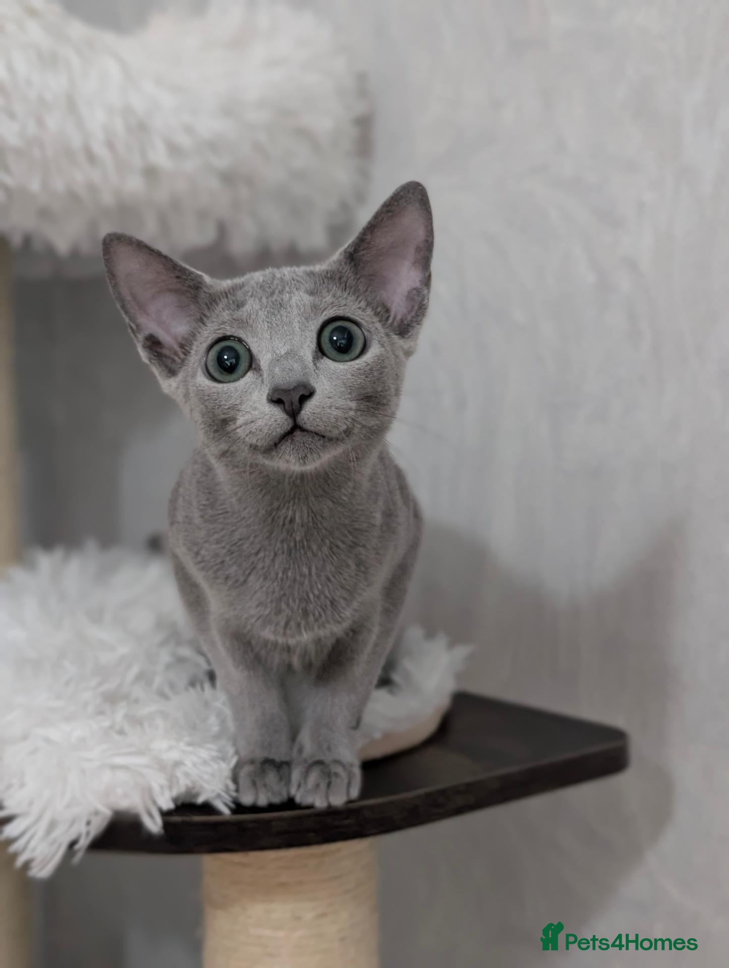 Russian Blue cats Stunning Full Pedigree Russian Blue  - Advert 16