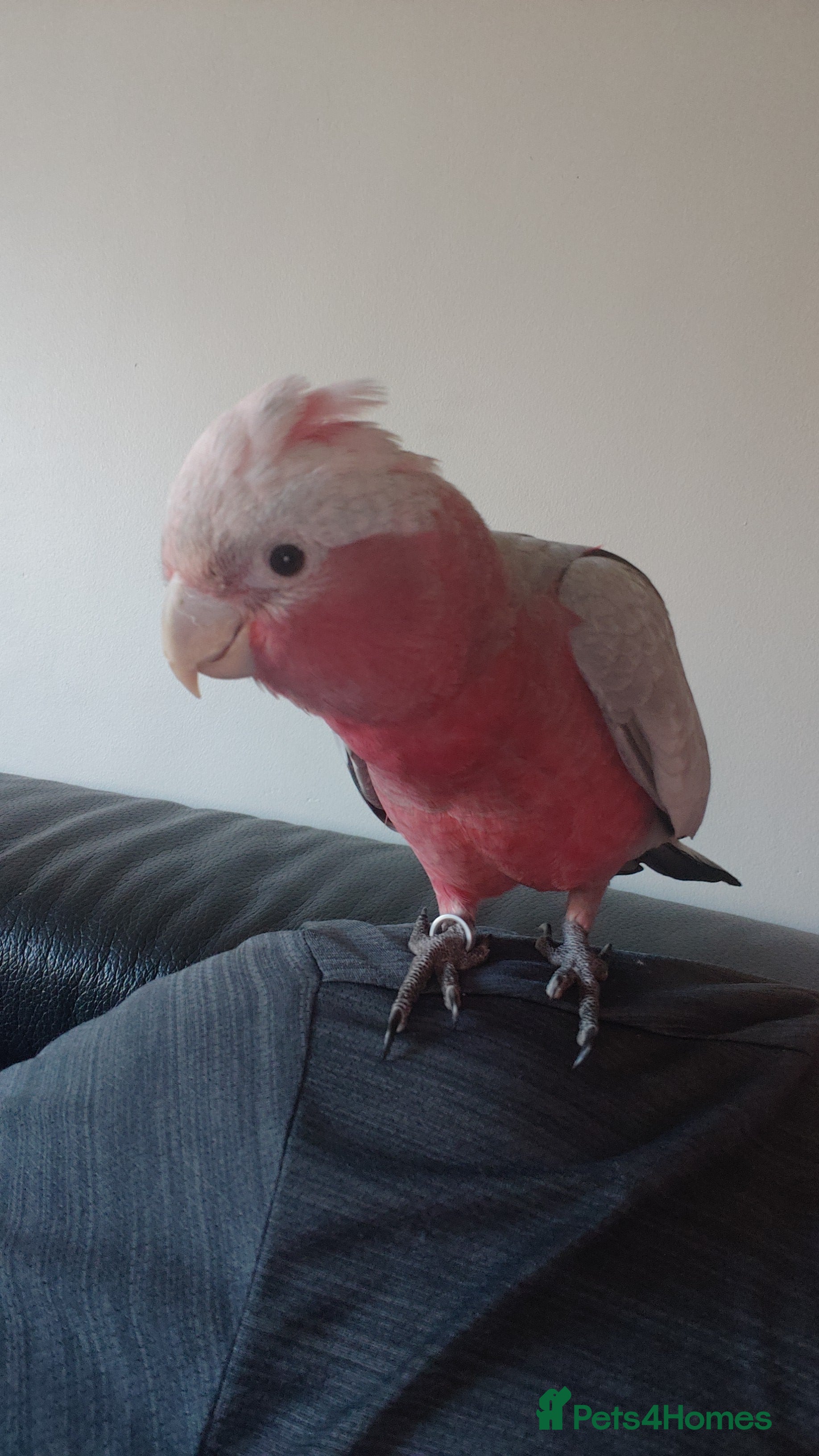 Cockatoo birds Galah cockatoo  - Advert 1