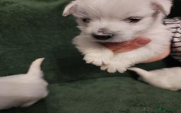 West Highland Terrier dogs for sale: Beautiful west highland terrier puppies 🐶  - Advert 3