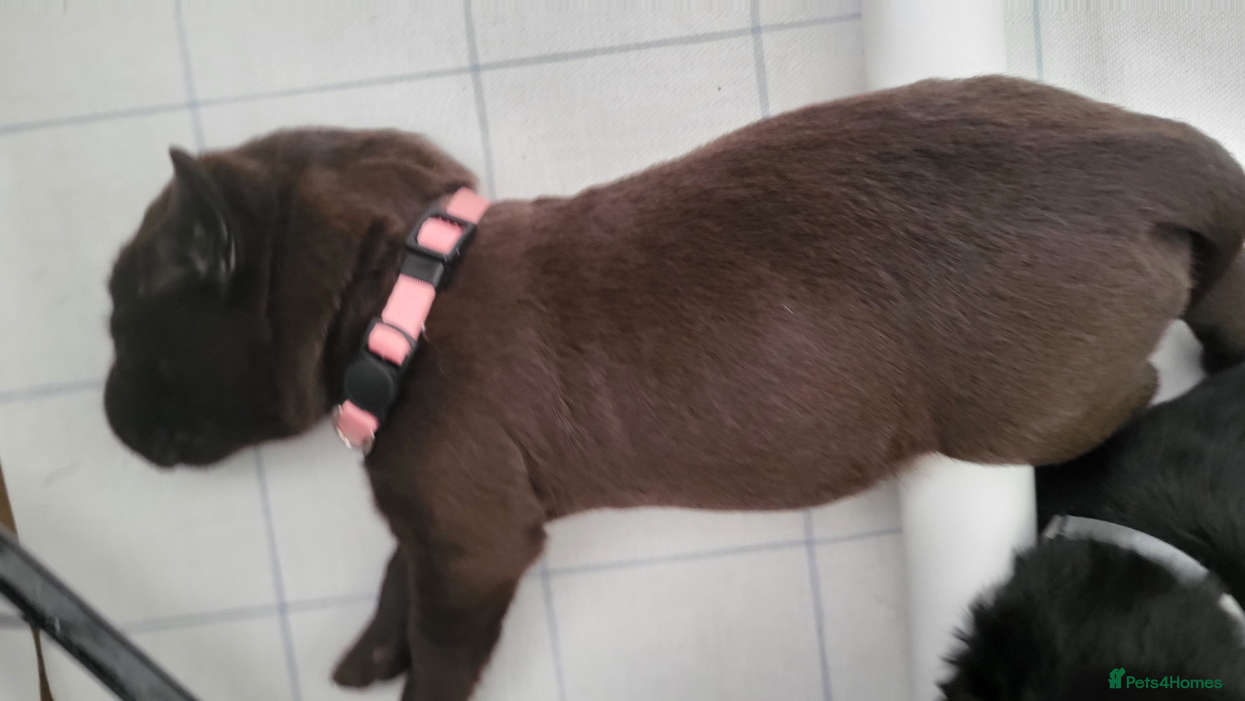 Labrador Retriever dogs Pedigree Labrador puppies - healthy and smart - Advert 2